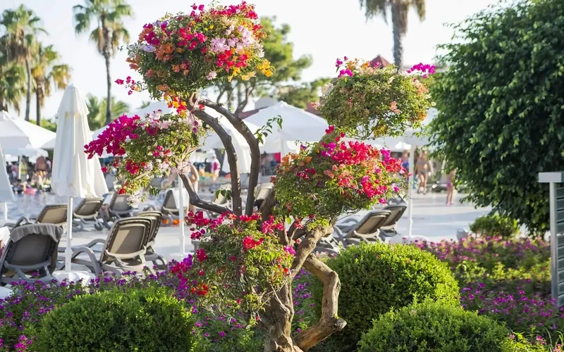Bellis Deluxe, Belek: zdjęcie 5 z 10