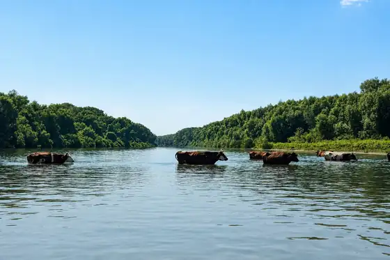 Rejs po Delcie Dunaju w Tulczy, na wodzie widać bydło i zalesione brzegi