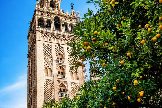 Katedra w Sewilli i wieża Giralda obok drzewa pomarańczowego w Sewilli.