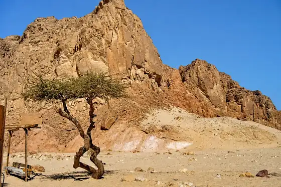 Kolorowy Kanion w Nuweiba z nagimi skałami, drzewem i suchym dnem doliny