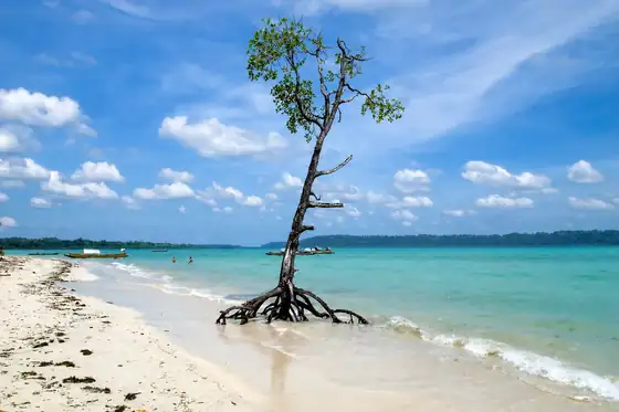 Nurkowanie przy Elephant Beach na Havelock Island: drzewo w wodzie, plaża i łodzie