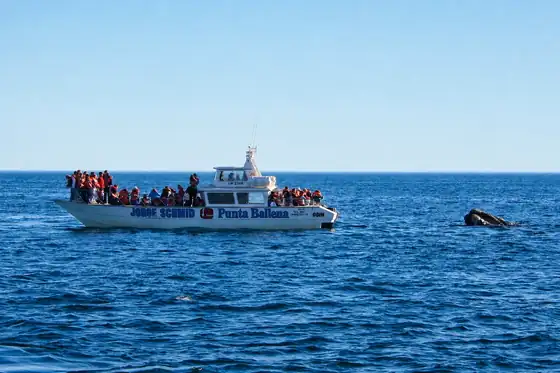 Obserwacja wielorybów w Cabo San Lucas: łódź z pasażerami i wieloryb wynurzony obok.