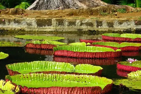 Ogród botaniczny Pamplemousses i lilie wiktorie na stawie w Pamplemousses