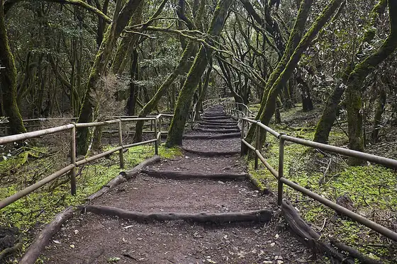 Park Narodowy Garajonay na La Gomerze, leśna ścieżka z barierkami między drzewami