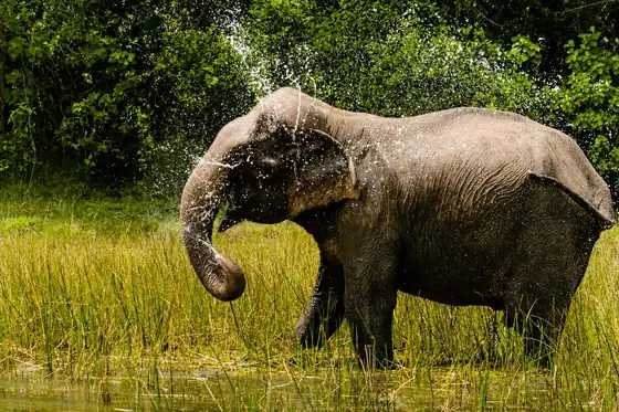 Park Narodowy Wilpattu podczas safari w Wilpattu, słoń kąpie się w wodzie przy trawie