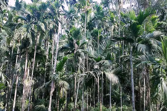Plantacje przypraw w Ponda wśród gęstych palm i wysokich pni