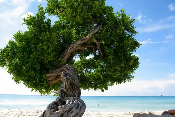 Plaża Eagle Beach i drzewa fofoti na brzegu morza na Aruba.