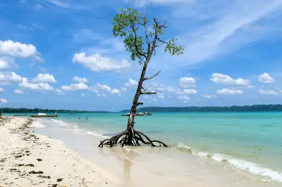Plaża Radhanagar na Havelock Island z drzewem wyrastającym z piasku i łodziami na wodzie.