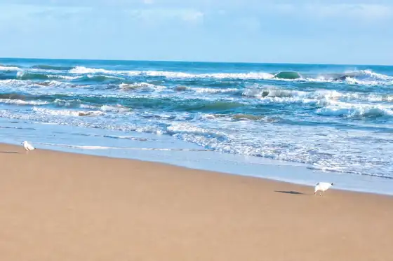 Plaża Saidii nad Morzem Śródziemnym z falami i mewami na piasku.
