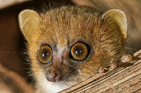 Lemur w Rezerwacie Lokobe na Nosy Be, Madagaskar, spogląda z gałęzi