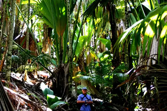 Rezerwat Vallée de Mai na Praslin z palmami coco de mer i turystą