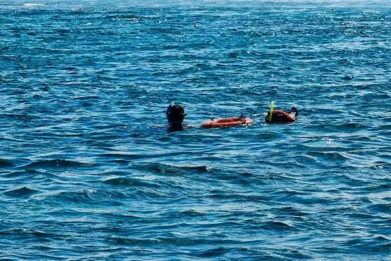 Snorkeling przy rafie na Coche w Wenezueli, osoba z maską unosi się na wodzie