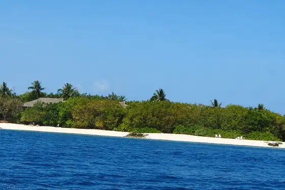 Świecący plankton przy wyspie Vaadhoo na tle brzegu i linii drzew.