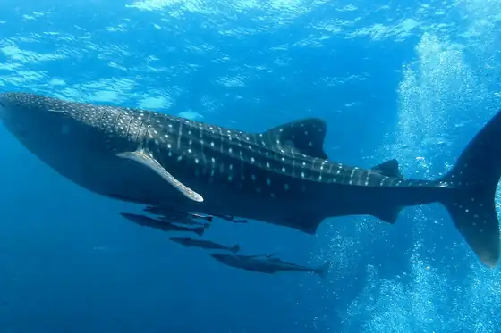 Wyspy Similan, nurkowanie przy rekinie wielorybim u wybrzeży Khao Lak