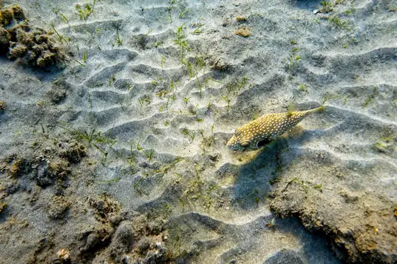Zatoka Abu Dabbab w Marsa Alam z rybą nad piaszczystym dnem i skałami