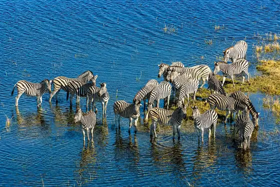 Stado zebr brodzi w wodzie w Delta Okawango, Botswana.