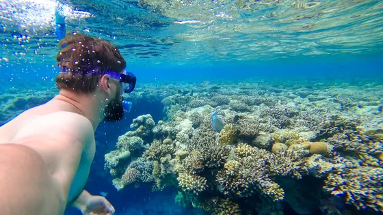 Snorkeling nad rafą koralową w Morzu Czerwonym, Egipt